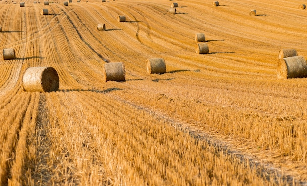 Pajares en campo de otoño cosecha de trigo amarillo dorado en verano