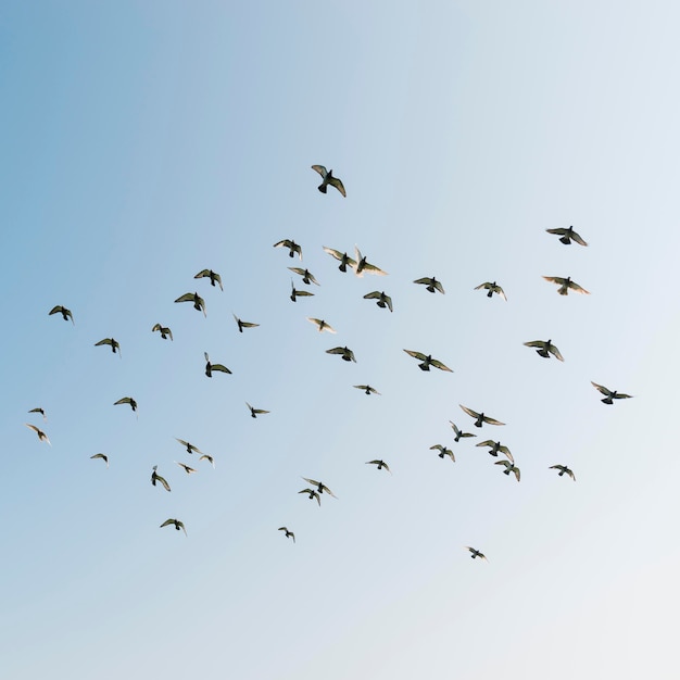 Álbumes 18+ Foto pajaros volando en el cielo El último