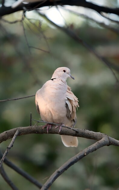 Palomas Blancas Paloma Sentado En Una Rama De Arbol Con Fondo