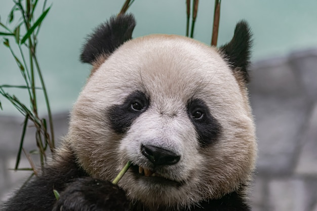 Imagenes De Oso Panda Vectores Fotos De Stock Y Psd Gratuitos