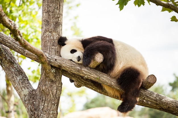 Panda Gigante Durmiendo En Las Ramas De Un árbol En Un Zoológico