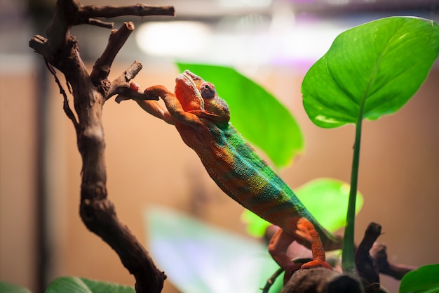 el-panther-chameleon-alcanza-una-rama-de-rbol-foto-premium