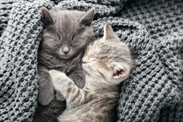 Pareja De Lindos Gatitos Atigrados Enamorados Durmiendo Besándose En