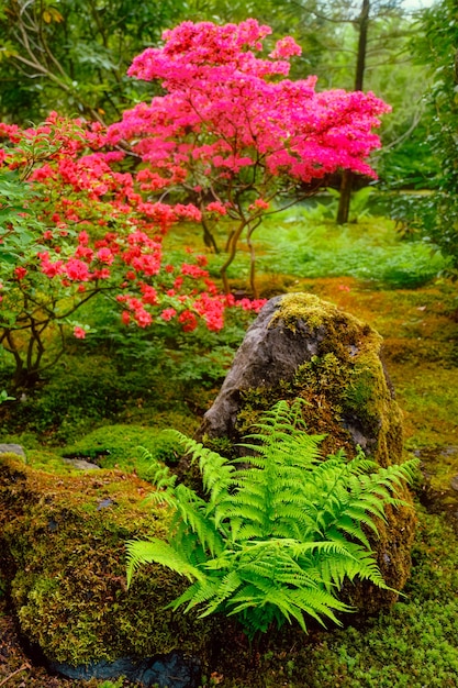 Parque jardín japonés de clingendael la haya países bajos Foto Premium