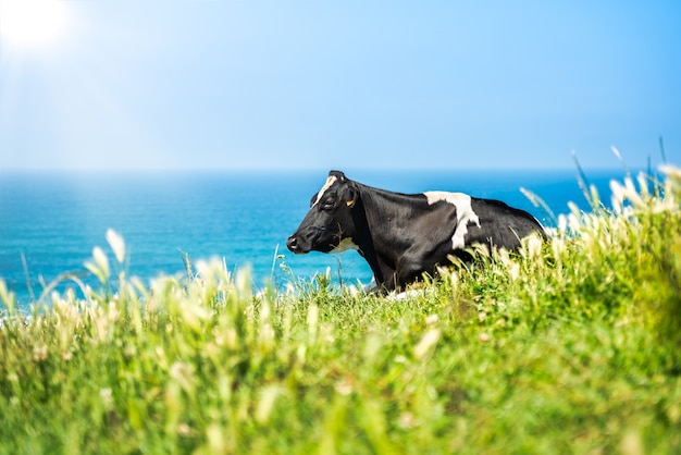 Pastoreo De Vacas Lecheras En Los Verdes Pastos De Cantabria En España ...