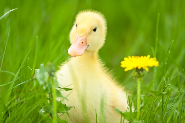 Patito | Foto Premium