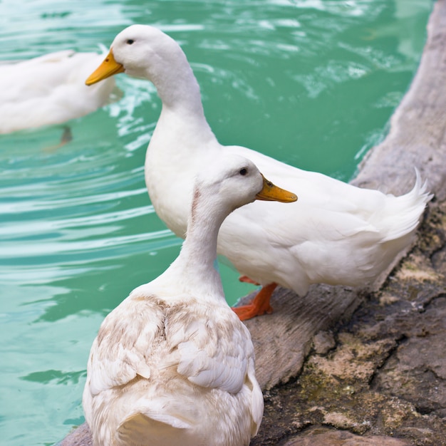 Patos Y Gansos Blancos En La Orilla De Un Estanque Azul Foto Premium