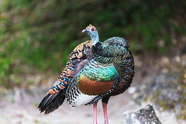 Pavo Ocelado Salvaje En El Parque Nacional Tikal Guatemala Sudamerica