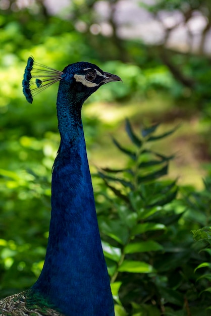 El pavo real común es una especie de ave galliforme de la familia