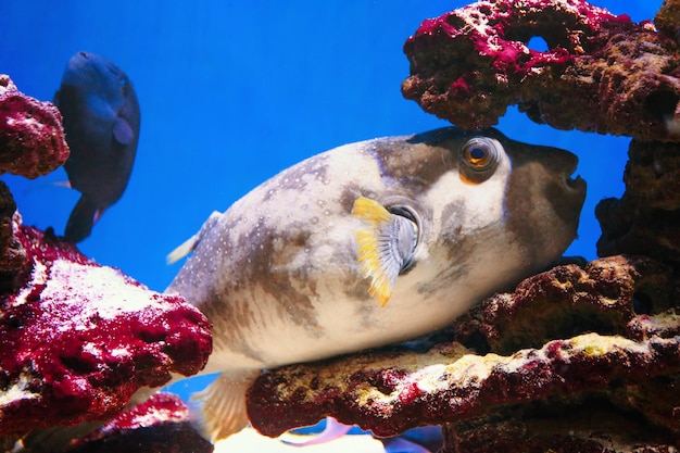 Peces de mar exóticos en acuario | Foto Premium