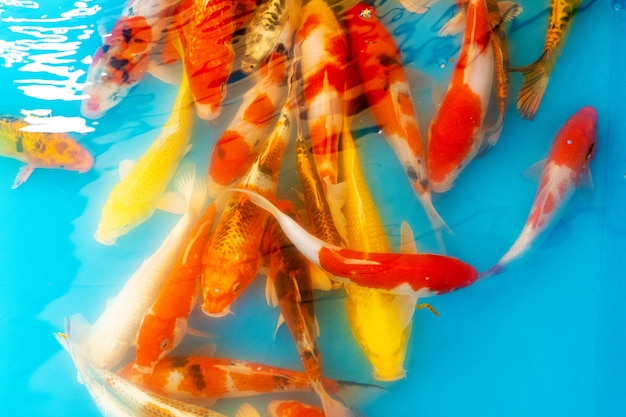 Peces Tropicales De Colores En Un Estanque Decorativo Naranja Peces Decorativos En Una Pared Azul Bandada De Peces Ornamentales Foto Premium