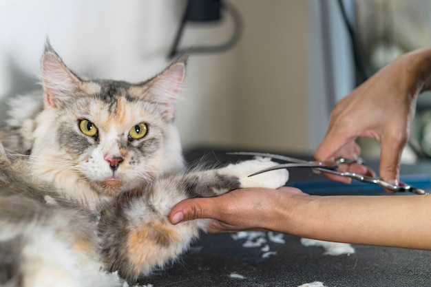 Peluquer A De Gatos Peluquer A De Corte De Pelo De Gato En El Sal N De