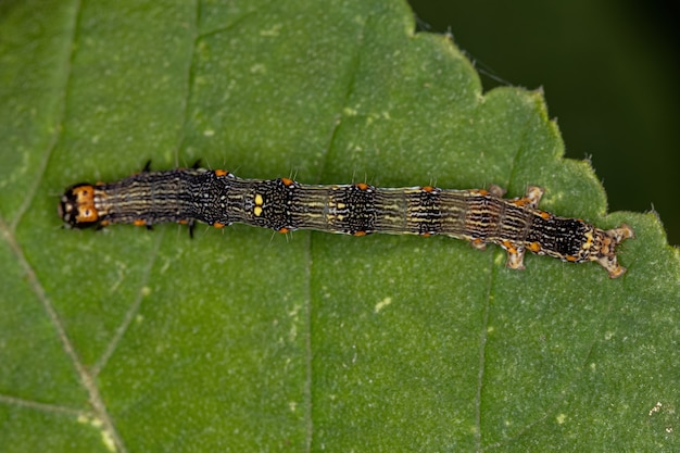 Peque A Larva De Mariposa Del Orden Lepidoptera Foto Premium