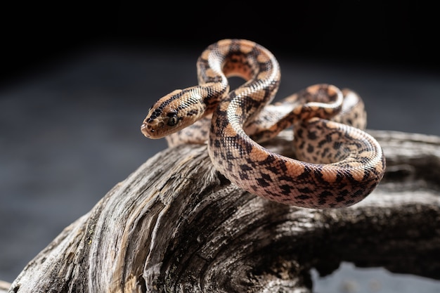 Una Peque A Serpiente En El Suelo Foto Premium