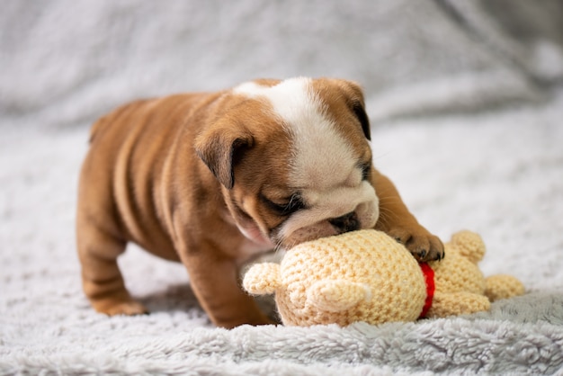 Pequeno Cachorro De Bulldog Ingles Bebe Jugando Con Juguetes Foto Premium