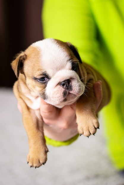 Pequeno Cachorro De Bulldog Ingles Bebe Recien Nacido En Mano De Mujer Foto Premium