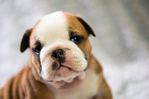 Pequeno Cachorro De Bulldog Ingles Bebe Recien Nacido Foto Premium