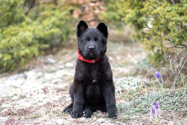 Un Pequeno Cachorro De Un Pastor Aleman Negro Con Un Collar Rojo Se Sienta En La Hierba Foto Premium