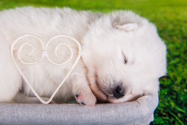 Peque O Cachorro Samoyedo Blanco Esponjoso De Dos Semanas De Edad En La