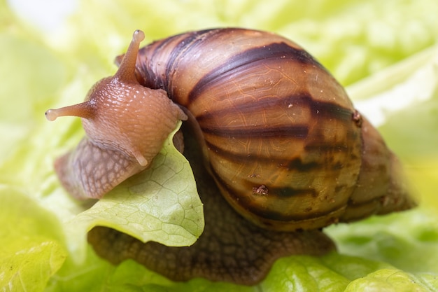 Peque O Caracol Achatina Comiendo Una Hoja De Lechuga O Hierba Primer