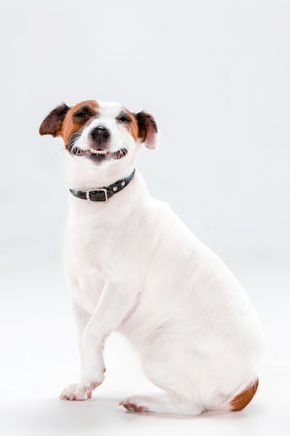 Pequeño Jack Russell Terrier Sentado En Blanco Foto Gratis