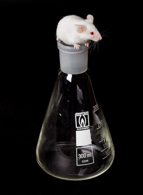 Imágenes con animales - Página 2 Pequeno-raton-laboratorio-blanco-matraz_71985-296