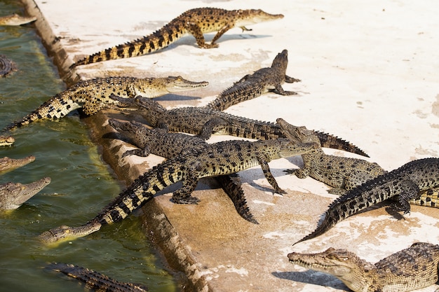 Pequeños cocodrilos en granja de cocodrilos | Foto Premium