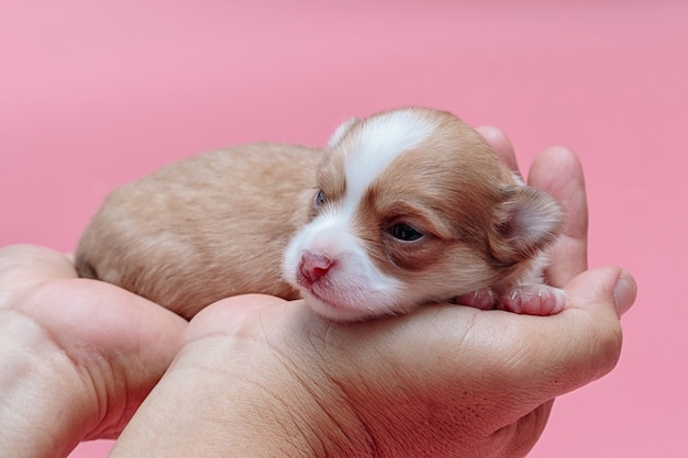 Perrito recién nacido chihuahua duerme en la mano del