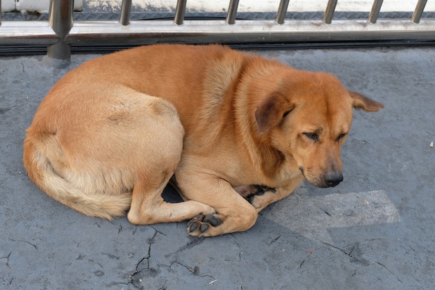 Perro Abandonado Sin Hogar En La Calle Foto Premium