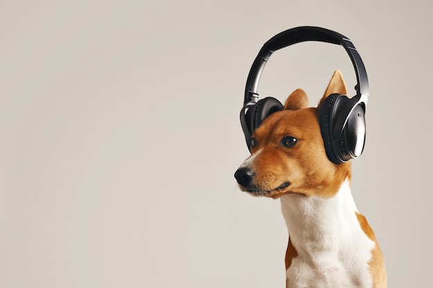 Perro basenji blanco y marrón de aspecto decidido con enormes auriculares aislados en blanco Foto gratis