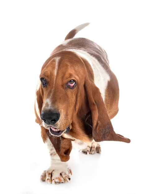 Perro Basset Hound Foto Premium