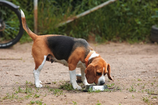 Perro Beagle Bebe Agua De Un Cuenco De Ceramica En La Calle En Un Dia Caluroso Foto Premium