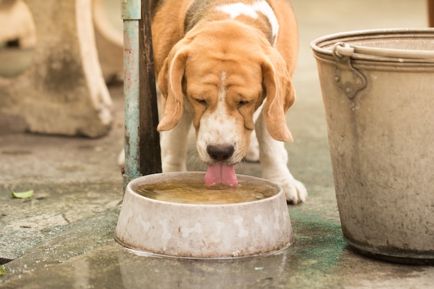 perro-bebiendo-agua-cuenco_44045-6.jpg