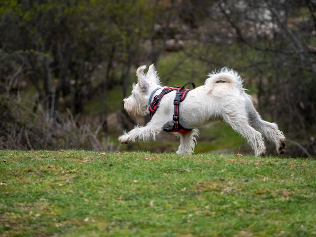 Perro Blanco En Arn S Rojo Corriendo En Una Escena Rural Cachorro