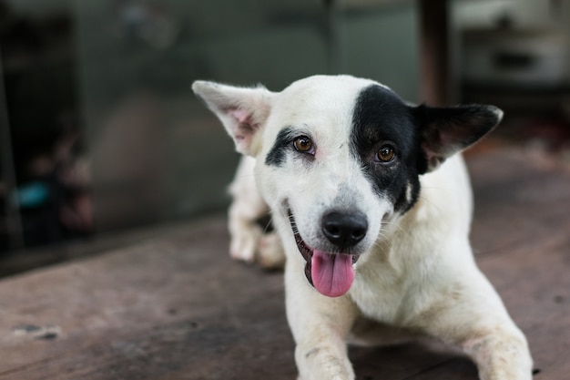 Perro blanco y negro | Foto Premium