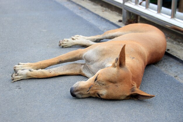 Perro callejero dormir en el suelo