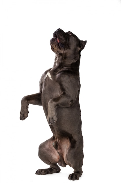 Perro Cane Corso En Blanco Foto Premium