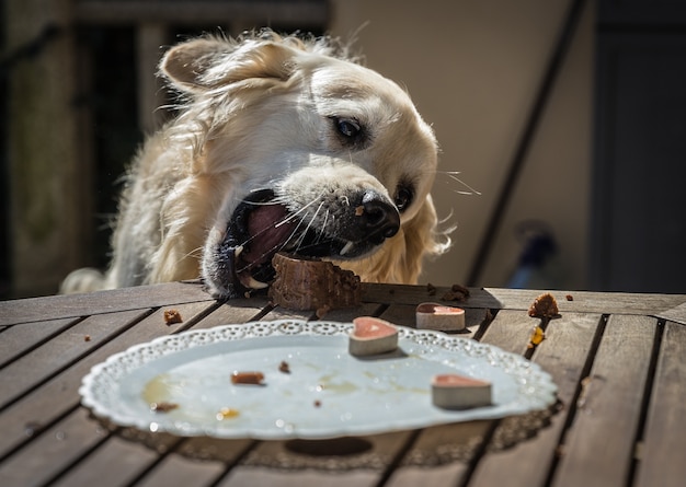 Resultado de imagen para perros comiendo pastel