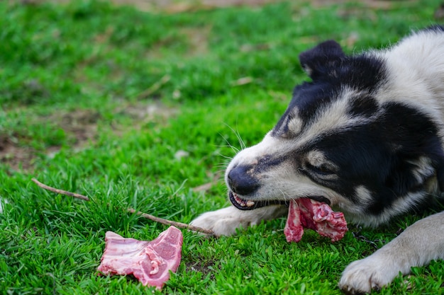 Perro Contento Y Feliz Comiendo Carne En Hueso Tumbado Sobre La Hierba ...