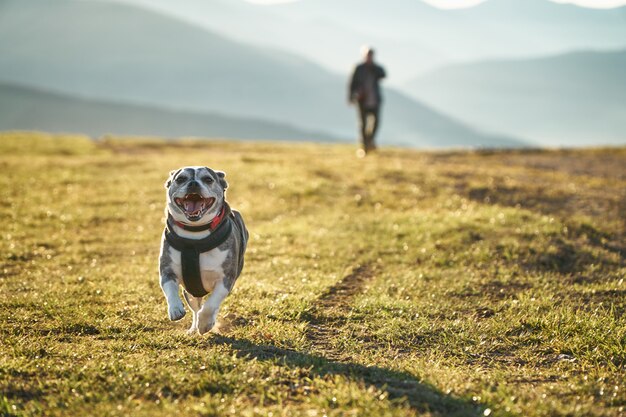 Un perro corriendo muy rápido por un parque con su amo detrás Foto Premium 