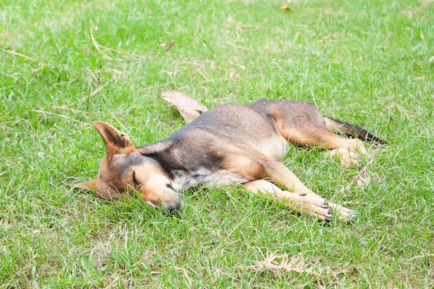 Perro feliz durmiendo en el patio | Foto Premium
