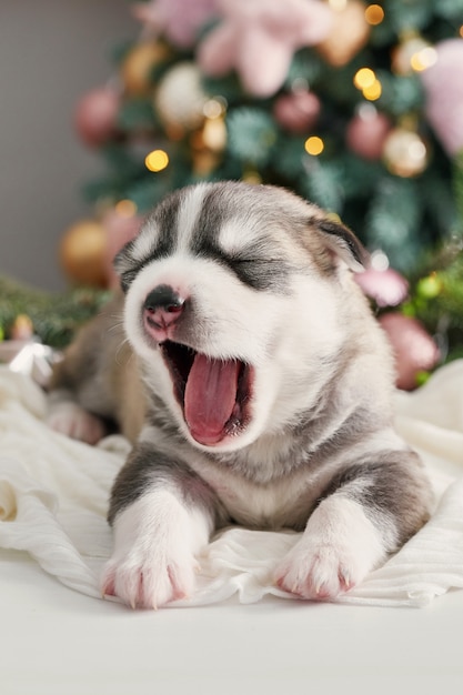 Perro feliz navidad, cachorro recién nacido husky. navidad y año nuevo cachorro de husky siberiano. plantilla para horóscopo chino y calendario. | Foto Premium