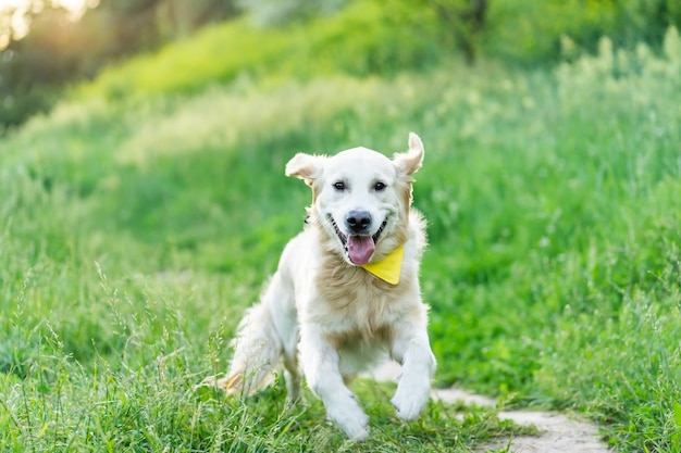 Perro golden retriever corriendo sobre la hierba verde en ...