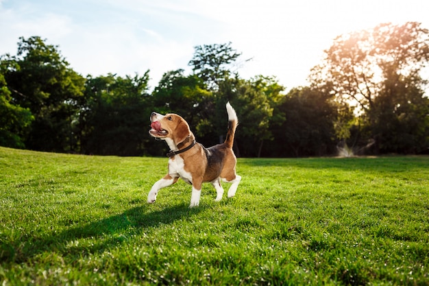 Perro gracioso beagle feliz caminando, jugando en el parque. Foto gratis
