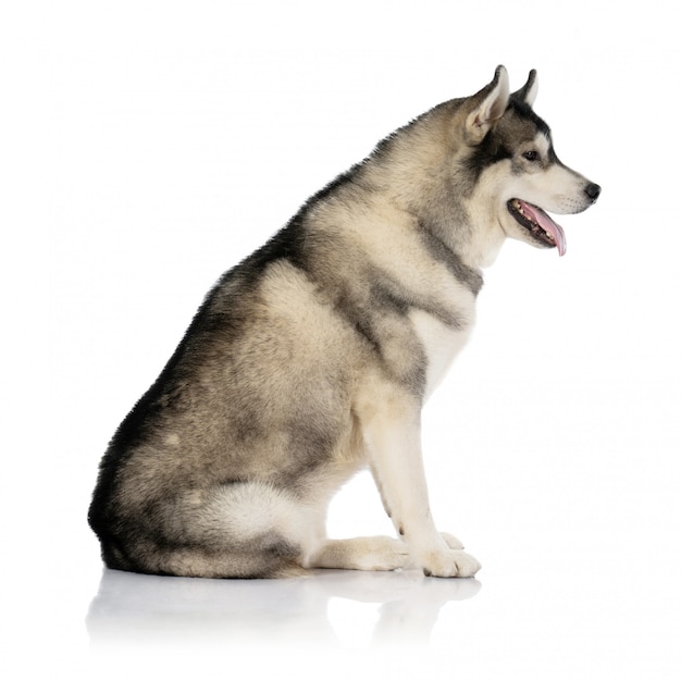 Perro Husky Siberiano Blanco Y Negro Sobre Blanco Foto Premium