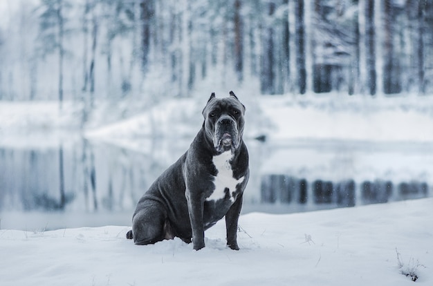 Perro Italiano De Cane Corso En Paisaje Del Invierno Foto