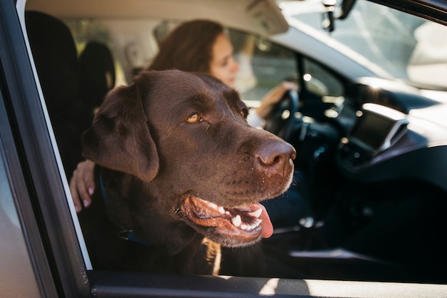 Perro Negro Grande En Coche Foto Gratis