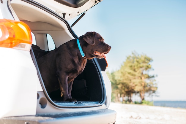 Foto Gratis Perro Negro Grande En Coche