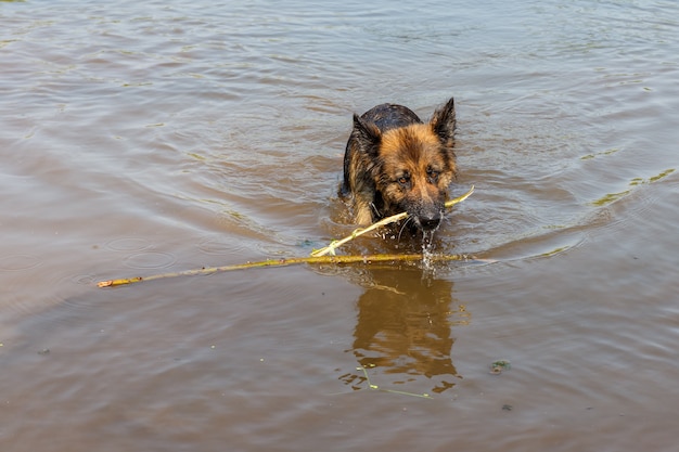 Perro Pastor Alem N Nada En El R O El Perro Juega Con Un Palo Foto Premium