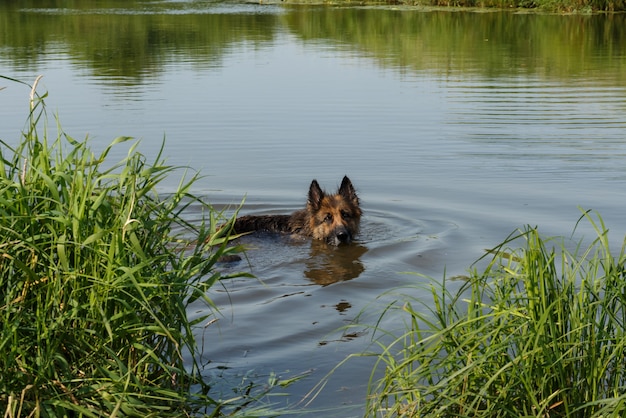 Perro Pastor Aleman Nadando En El Rio El Perro Esta Parado En El Agua Foto Premium